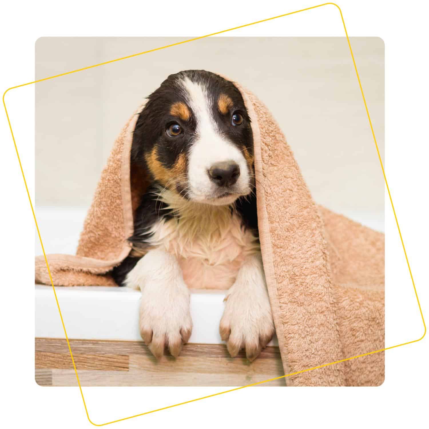 puppy bermese mountain dog in a towel