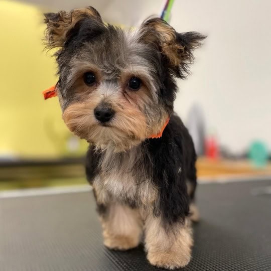small black and brown dog after haircut and bath