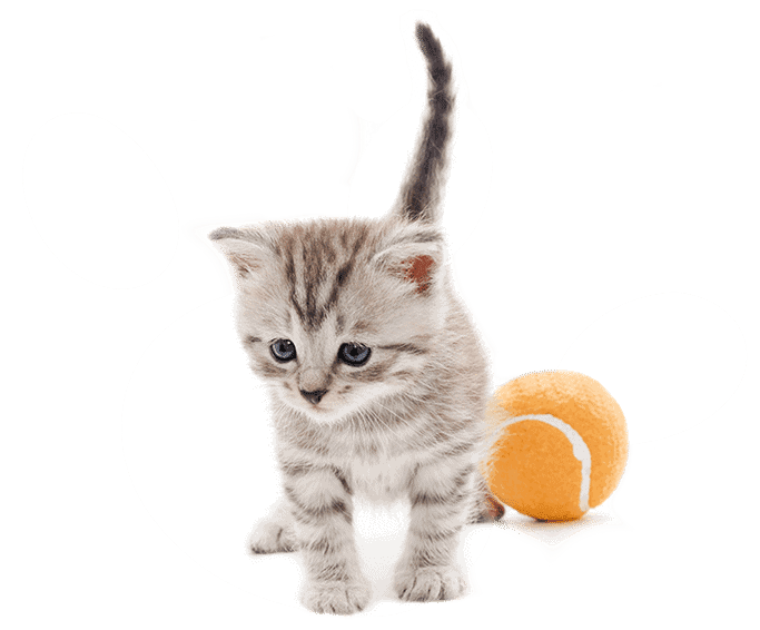 small kitten with orange tennis ball