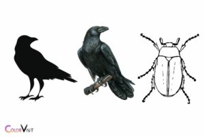 Things That Are Color Black