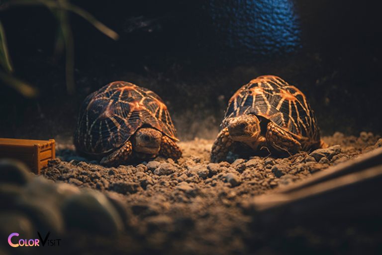 Why Do Turtles Need to Distinguish Night and Day