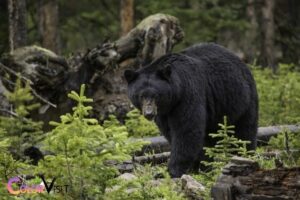 are black bears color blind