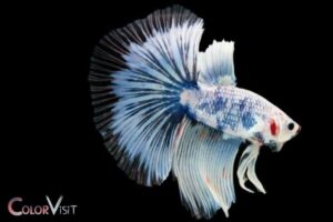 betta fish losing color turning white