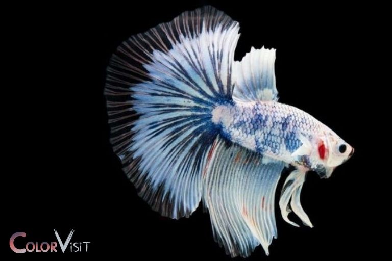 betta fish losing color turning white