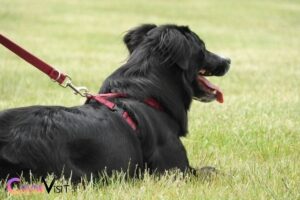 what color collar for black dog