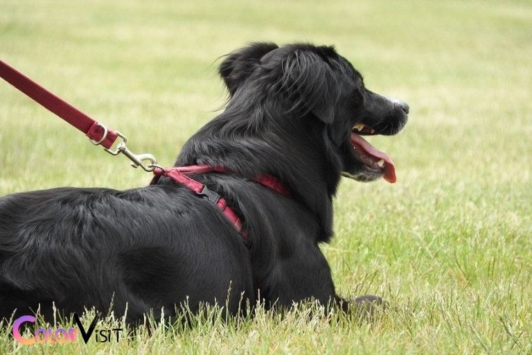 what color collar for black dog