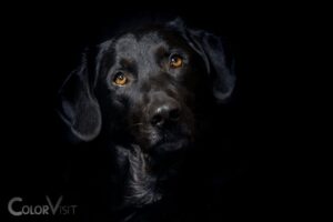 are dogs afraid of the color black