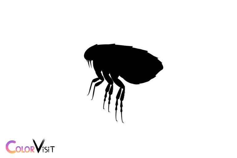 are fleas black in color