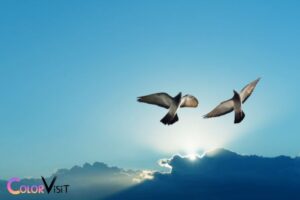 can birds see the color blue