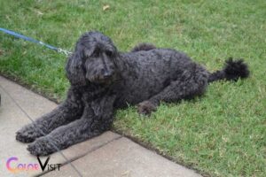 do black goldendoodles change color