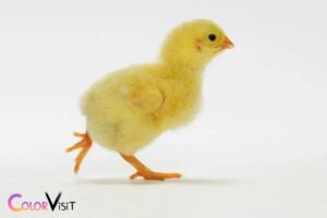 what color will a yellow chick be