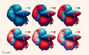 Betta Fish Change Color From Blue To Red