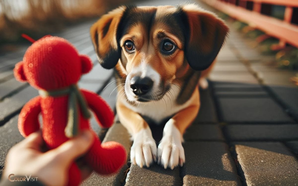 Do Dogs Hate the Color Red