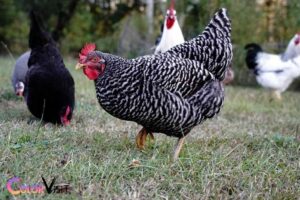 what color eggs do blue plymouth rock chickens lay