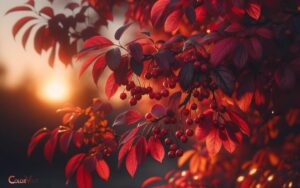 Canada Red Chokecherry Fall Color