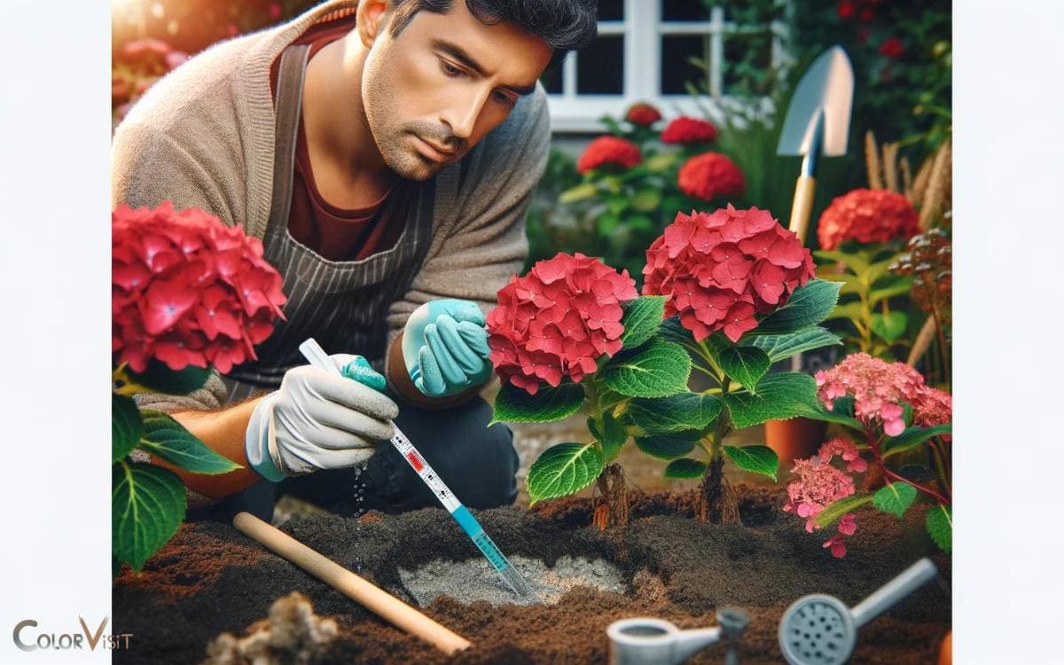 Adjusting Soil Ph for Red Hydrangea Color