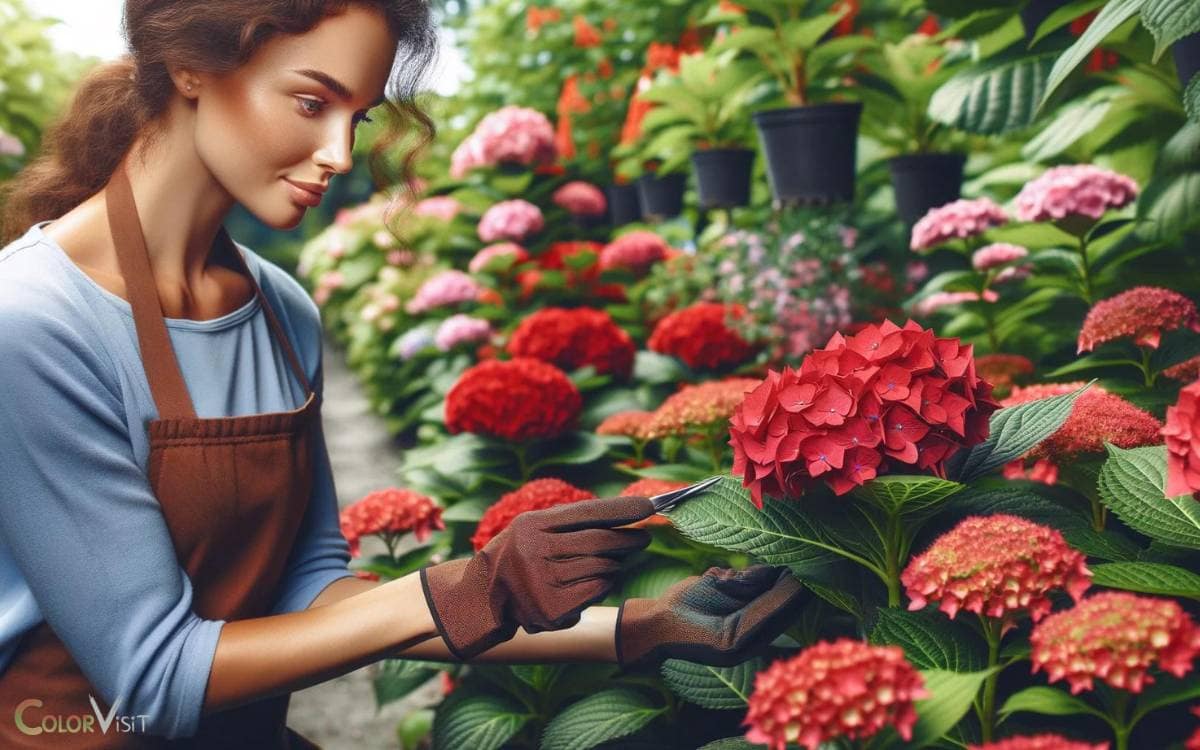 Choosing the Right Hydrangea Variety