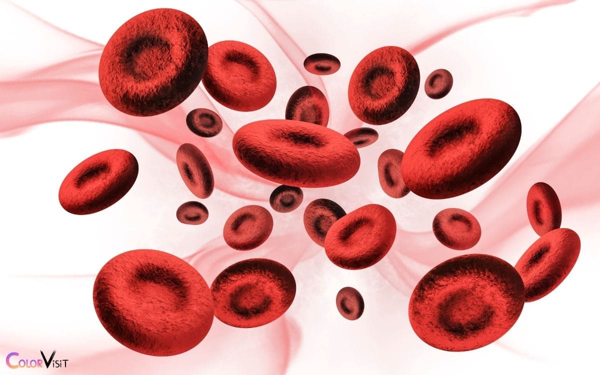 How Do Red Blood Cells Get Their Color