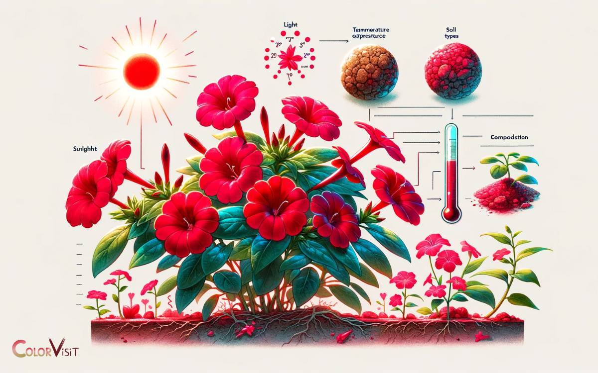 Environmental Influences on Red Color Expression