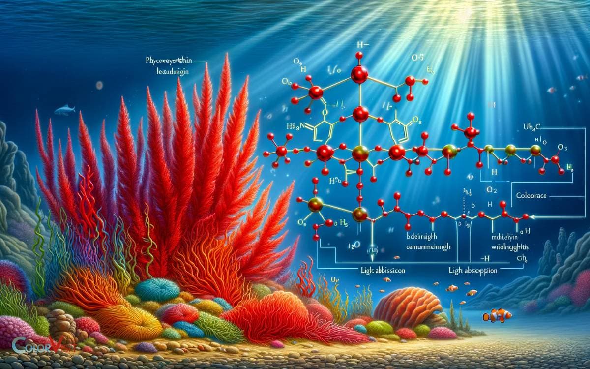 The Role of Phycoerythrin