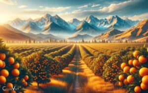 can you grow oranges in colorado