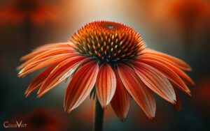 Echinacea Color Coded Orange You Awesome
