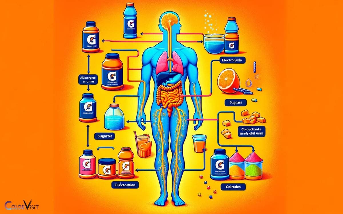How Our Bodies Process Gatorade