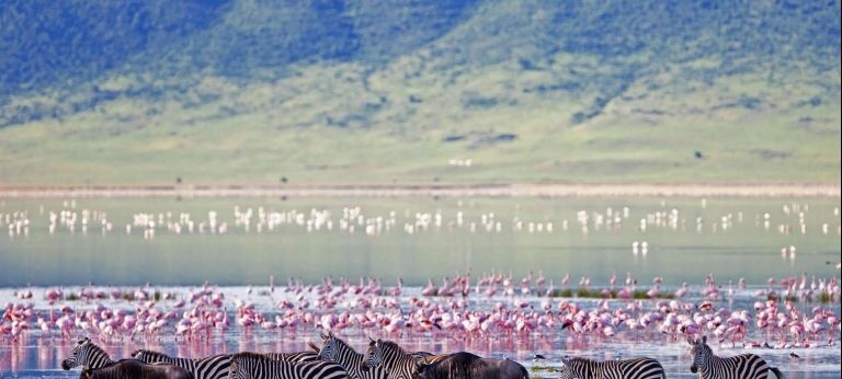 Flamingos and Zebras with scenic background