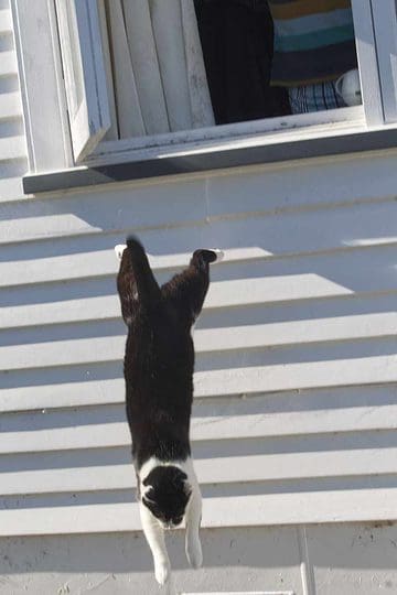 Cat leaps from a window to land safely