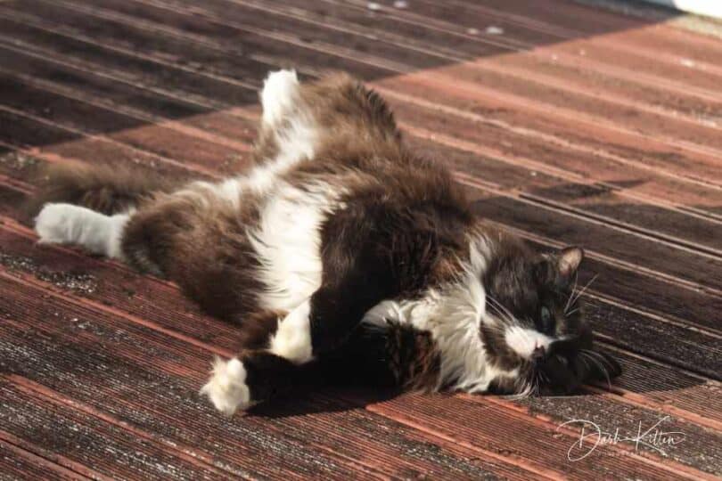 Tuxedo cat laying on the ground looking upwards at the viewer.