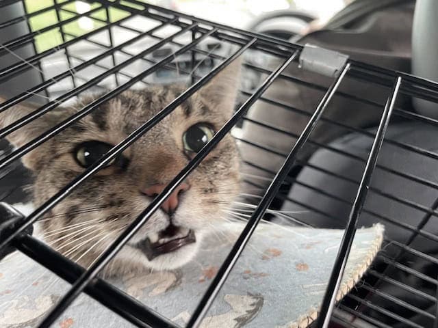 Tabby in a wire topped carrier shouting and wearing a buster collar