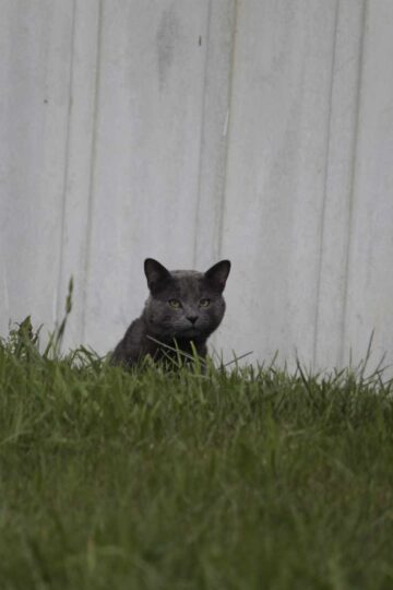 Distant photograph of a grey cat hiding in grass