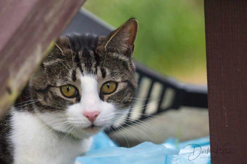 Tabby and white cat peering around a corner, looking curious.