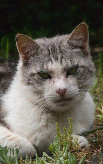 A solemn silver tabby cat looking at the camera while sat in a garden.