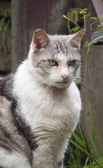 A pensive silver tabby cat looking into the distance while sat in a garden. 