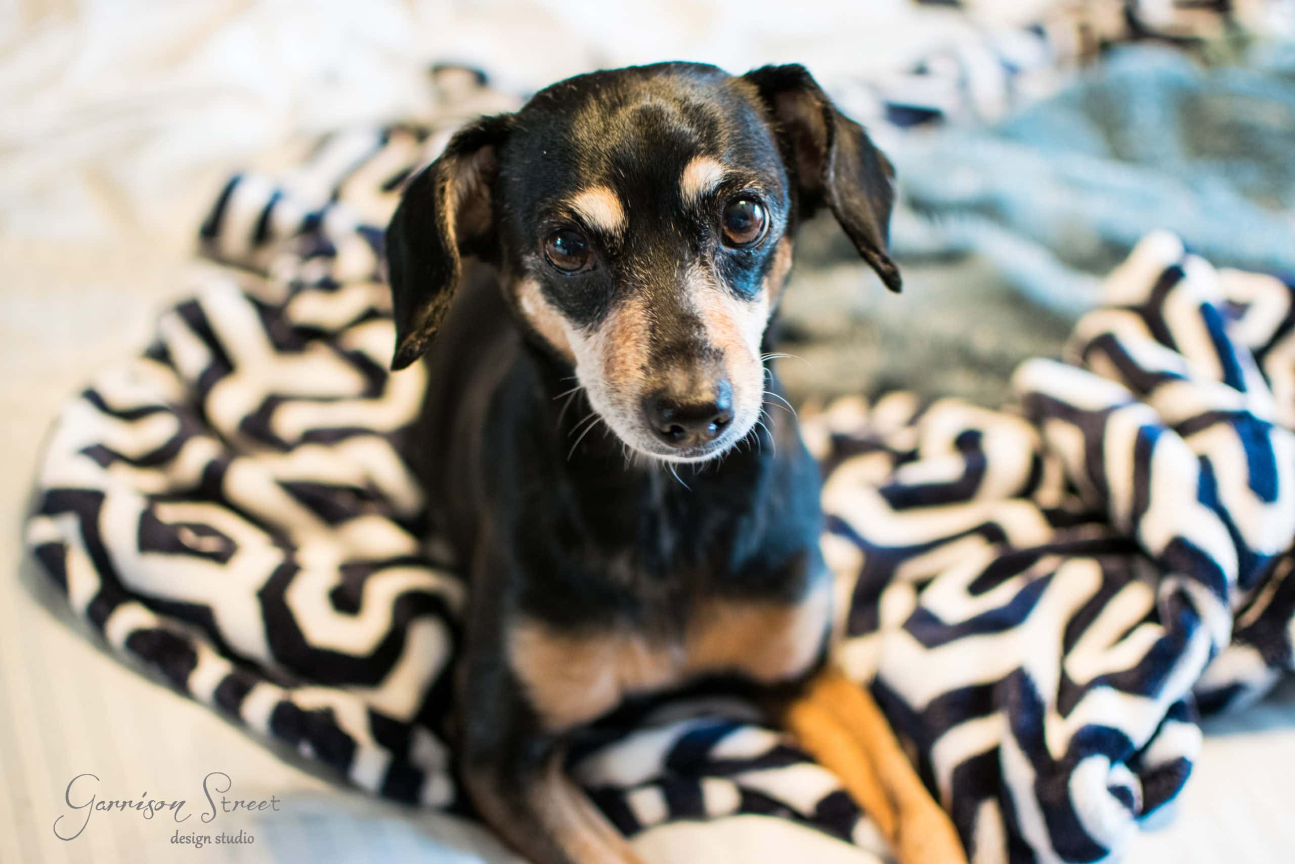 A small black and tan dog with short fur sits on a patterned black and white blanket, looking up with curious eyes. The setting appears to be cozy and inviting.
