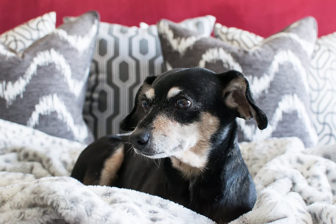 A small black and tan dog with floppy ears rests on a plush blanket. The background features a red wall and multiple decorative pillows in geometric and chevron patterns.