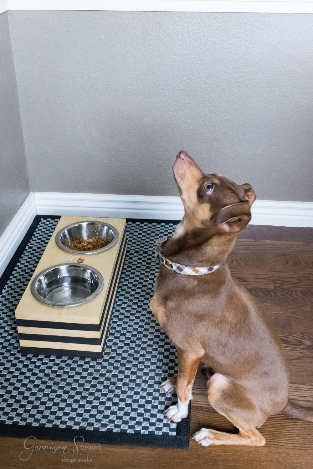 A brown dog with a checkered collar sits on a checkered mat, looking up. Next to it is a raised wooden stand with two metal bowls, one brimming with food. The scene is set against a gray wall and wooden floor.