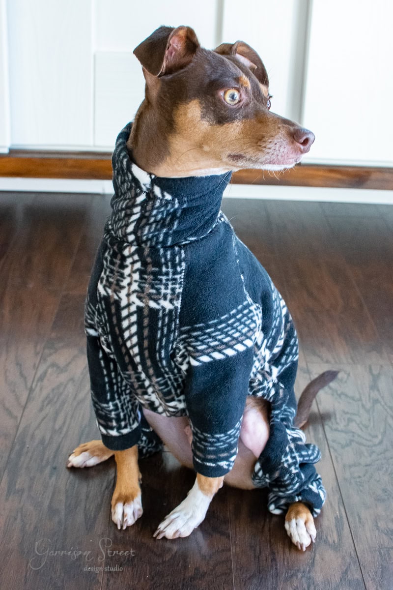 A small dog wearing a cozy black and white plaid sweater sits on the sleek MCM wooden floor, looking to the side with an alert expression, embodying a true glow up.