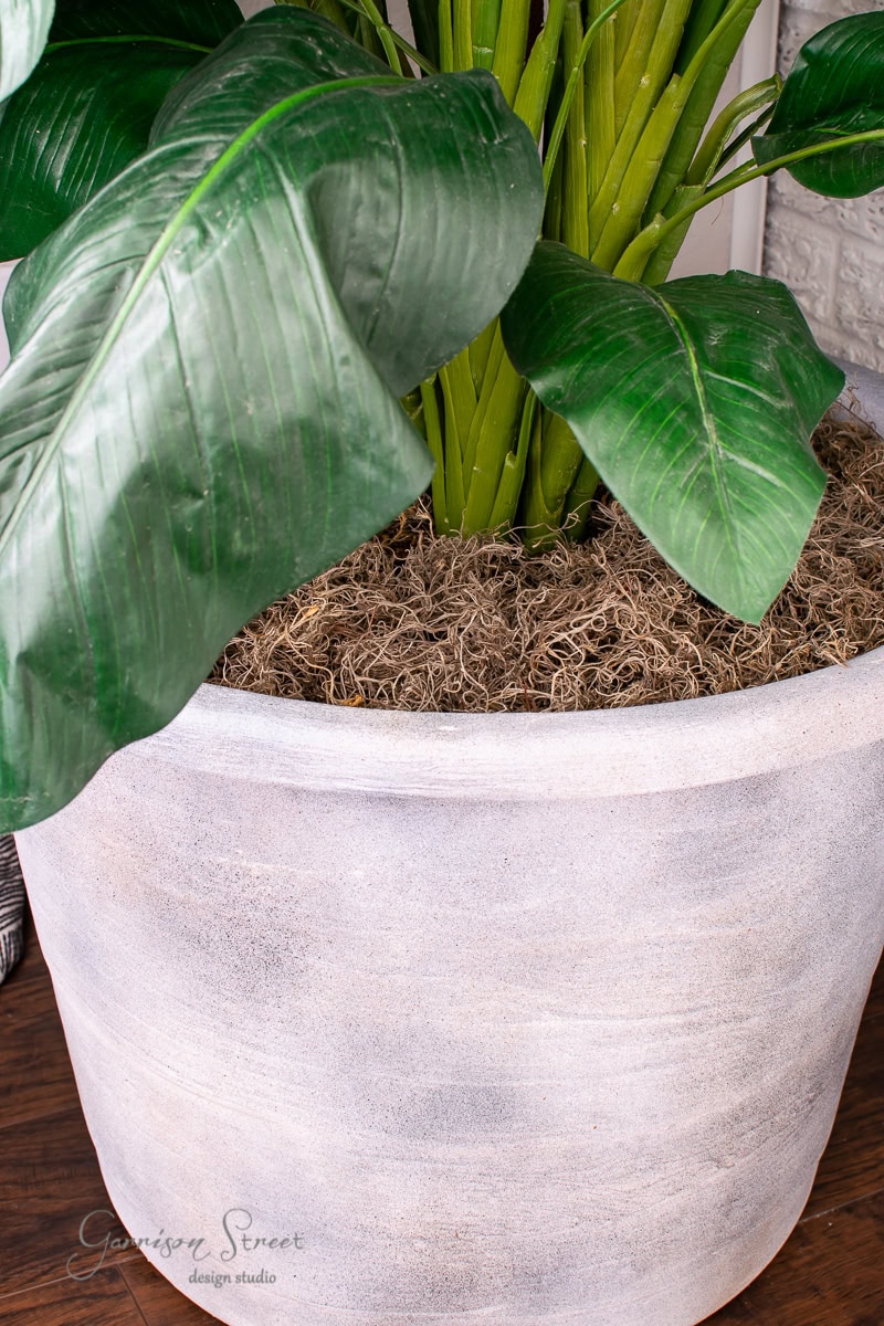 Close-up of a large potted plant with vibrant green leaves. The DIY large planter is gray with a rustic finish, and the soil is covered with a layer of brown moss. At the base, several thick green stems emerge robustly.
