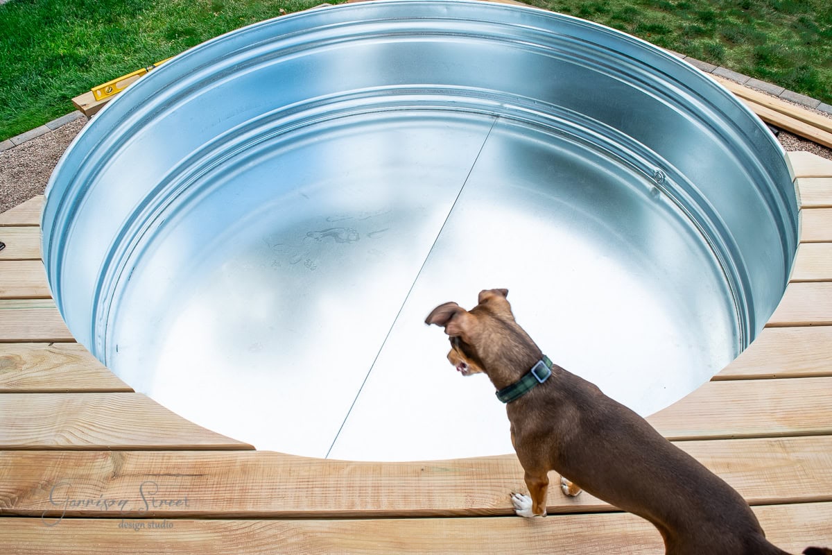 A small brown dog stands on wooden decking, looking into a large metal stock tank. The tank is embedded in the deck and appears empty. Green grass is visible in the background.