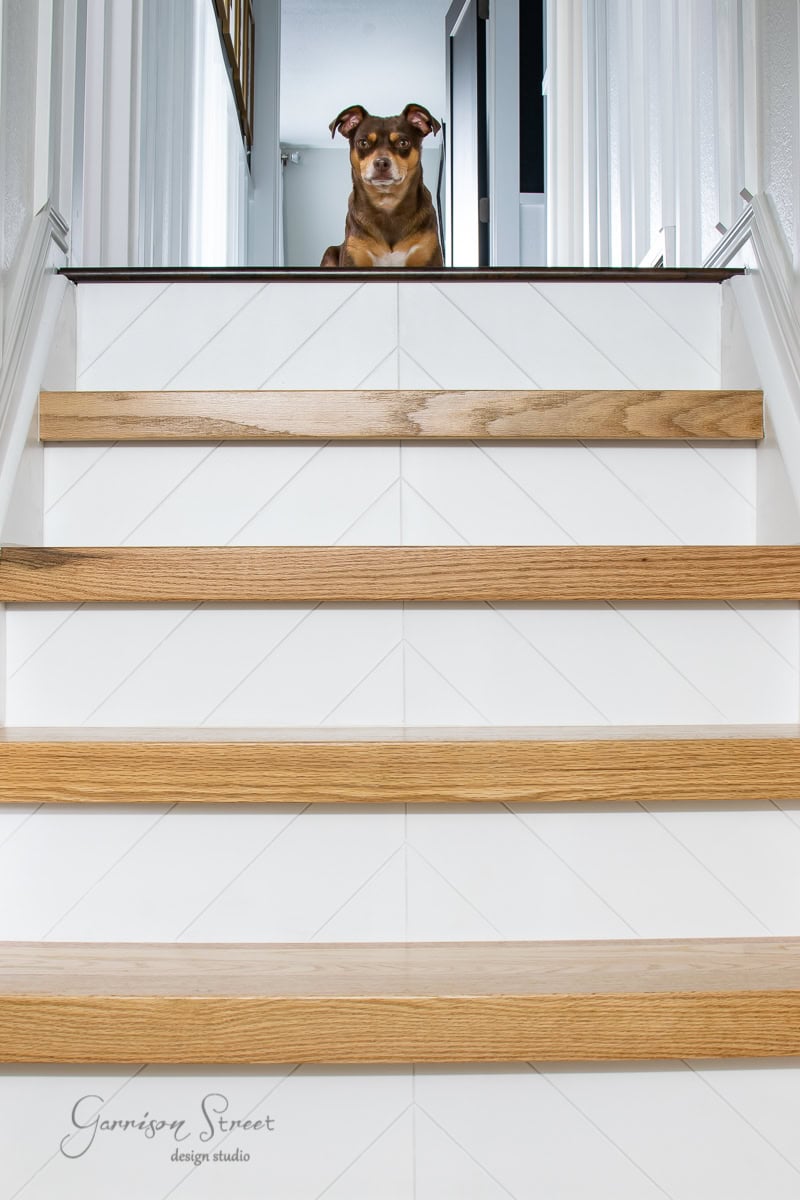A brown dog sits at the top of a staircase, looking down. The wooden stair treads with white risers add charm, and the Garrison Street design studio logo graces the bottom left corner.