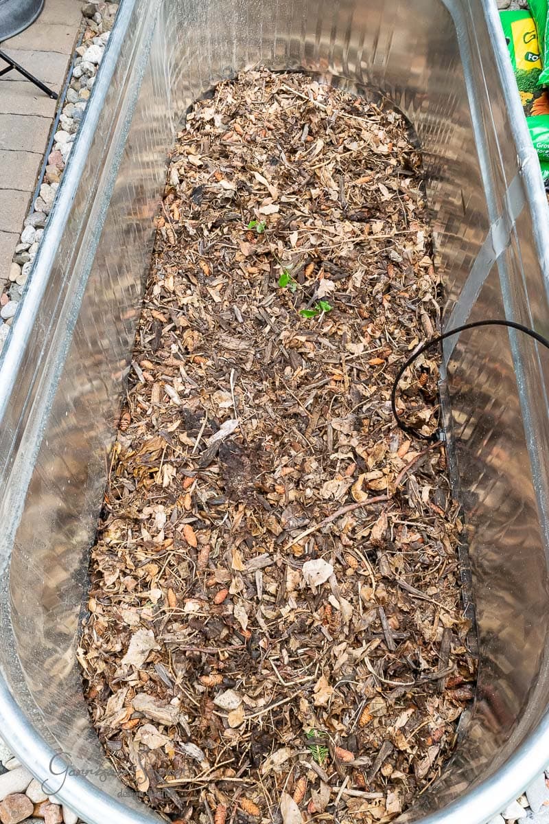A stock tank planter brimming with dry mulch and fresh green sprouts stands outdoors, hinting at its rustic charm. In the background, a glimpse of garden supplies completes this cozy scene.