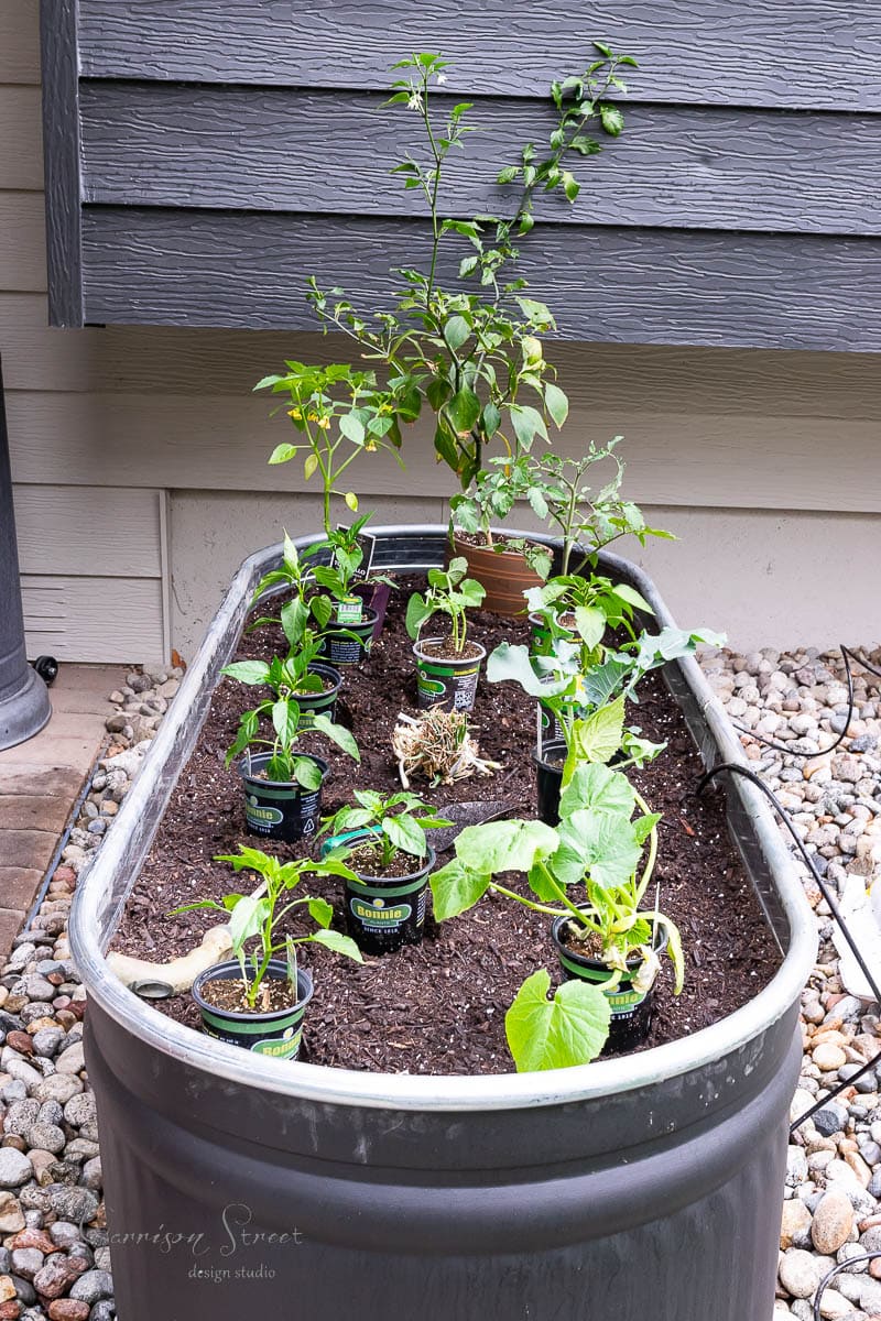 A rectangular metal stock tank serves as a planter box filled with soil, cradling several small potted plants. This unique garden feature rests on a bed of pebbles against a house wall, where various green plants are neatly arranged inside the tank.