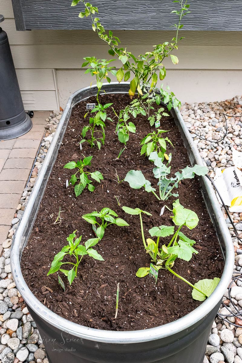 A raised metal garden bed, resembling a stock tank, is filled with rich soil, nurturing young plants like bell peppers, broccoli, and leafy greens. This charming garden corner is surrounded by pebbles and bordered by a brick pathway and a gray wall.