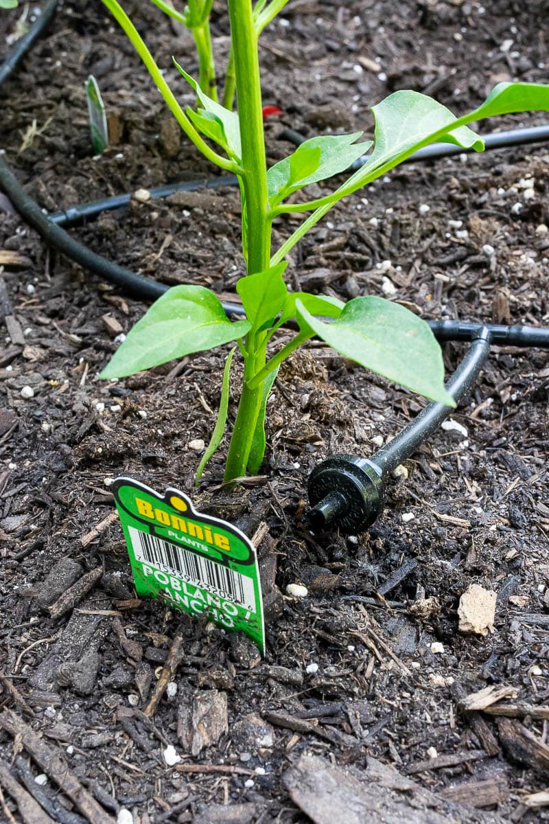 A young pepper plant is thriving in soil with a drip irrigation tube nearby, nestled in a charming garden. A label with the name "Bonnie" and a barcode sits beside the plant, capturing the essence of nature's beauty.
