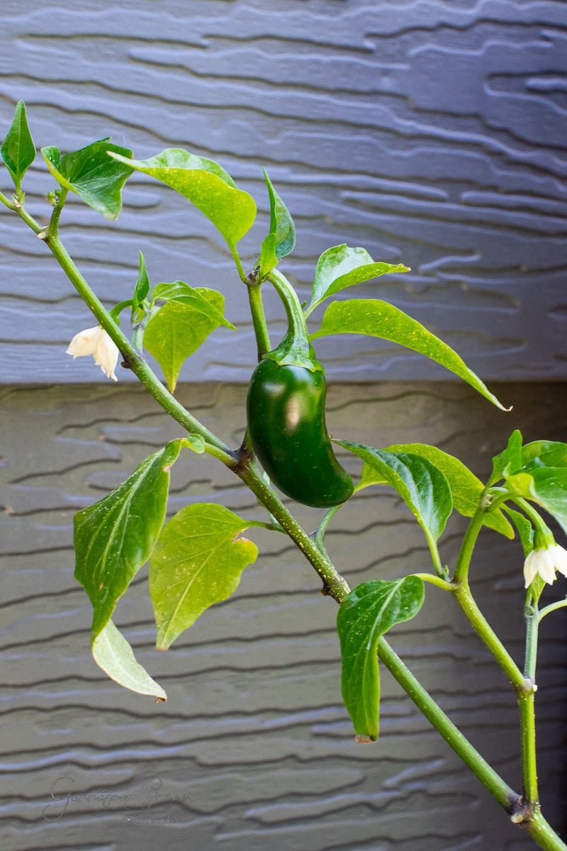 A green jalapeño pepper grows on a slender stem with lush leaves and tiny white flowers, thriving in a garden setting against the textured gray wall.
