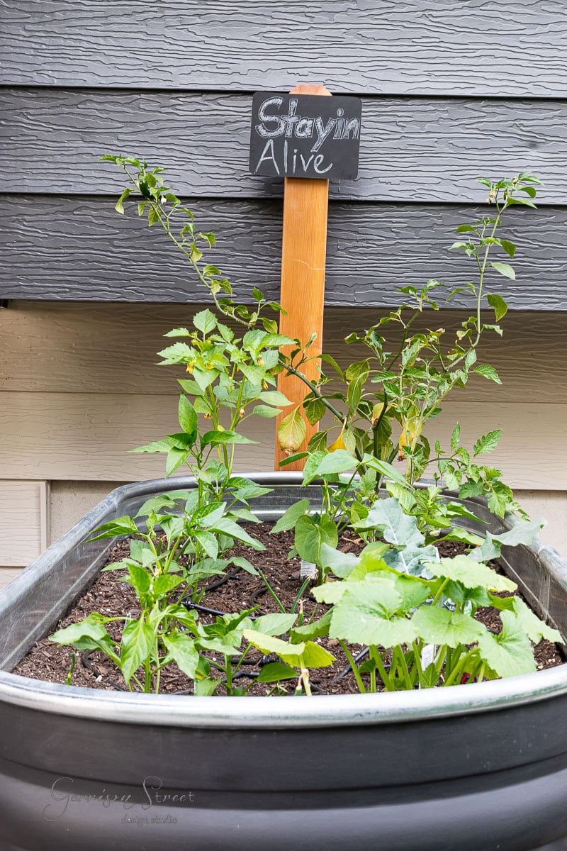 A small vegetable garden flourishes in a repurposed stock tank, with various plants thriving. A wooden stake holds a chalkboard sign reading "Stayin' Alive." The backdrop features a textured gray wall, complementing the rustic vibe of this charming garden setup.