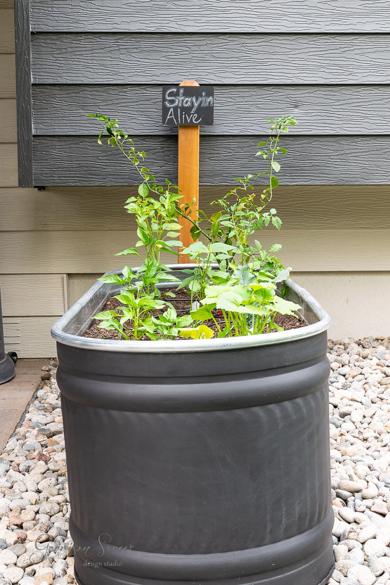 A metal planter, reminiscent of a stock tank, brims with small, leafy plants and rests on a bed of pebbles outside a building. A wooden sign pops out, cheerfully displaying "Stayin Alive" in chalk, adding charm to the quaint garden scene.