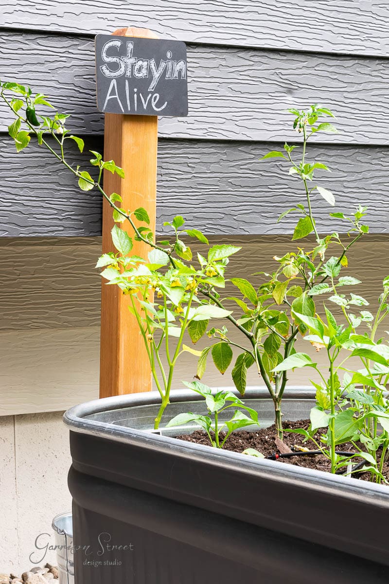A raised garden bed brimming with green plants and a wooden sign reading "Stayin' Alive" in white chalk, adds charm against the textured gray wall backdrop. Hints of a rustic stock tank bring a touch of vintage to the flourishing garden setting.